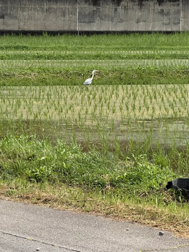 洲崎の田んぼに立つサギ